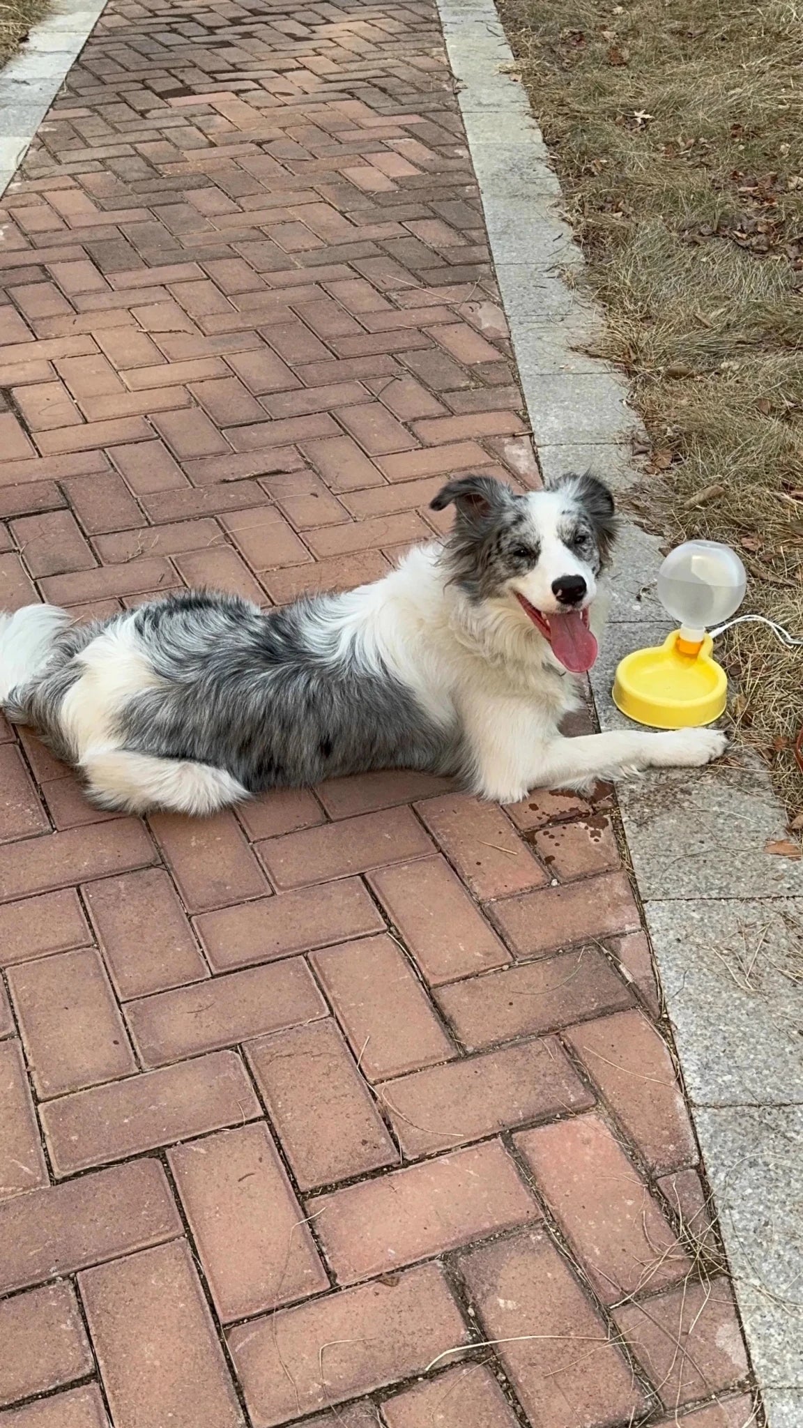 Foldable Pet Water Bottle with Large Capacity Dog Bowl Feeder - PureShop
